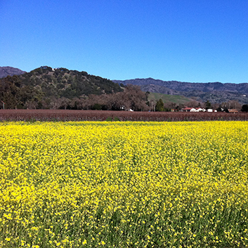 Mustard Blooms by BELL